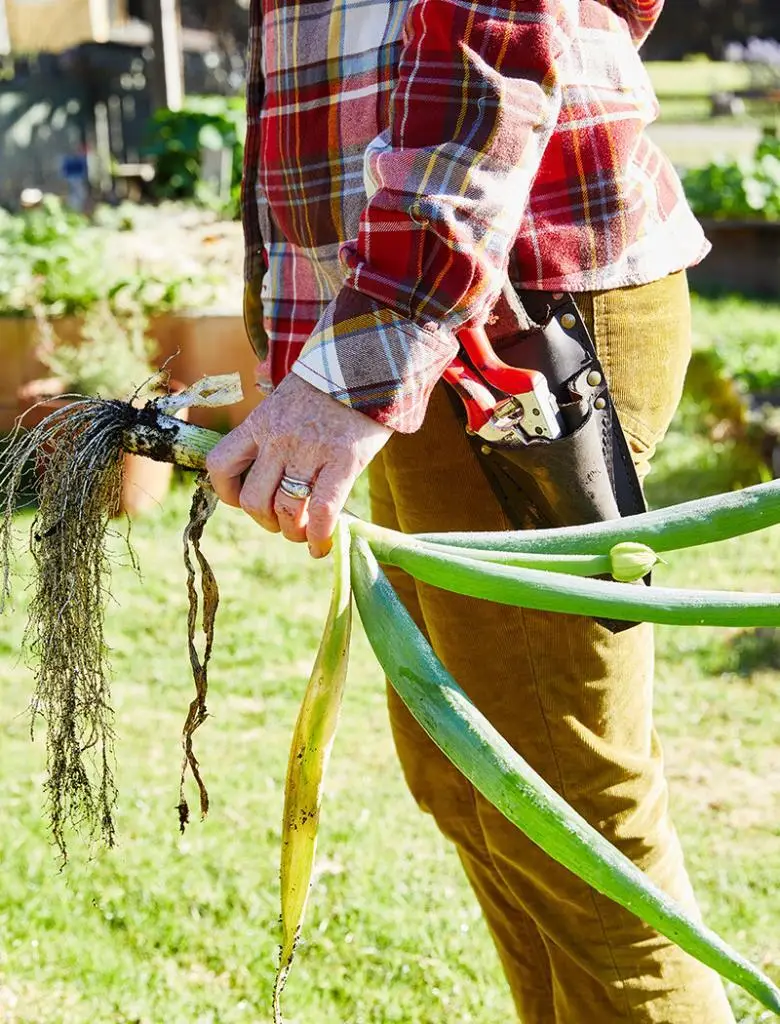 Leeks from the garden