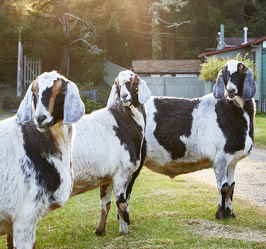 Our property goats enjoying the sun