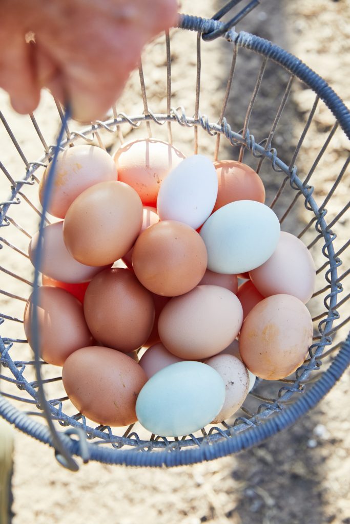Basket of fresh laid eggs from Mar Vista hens