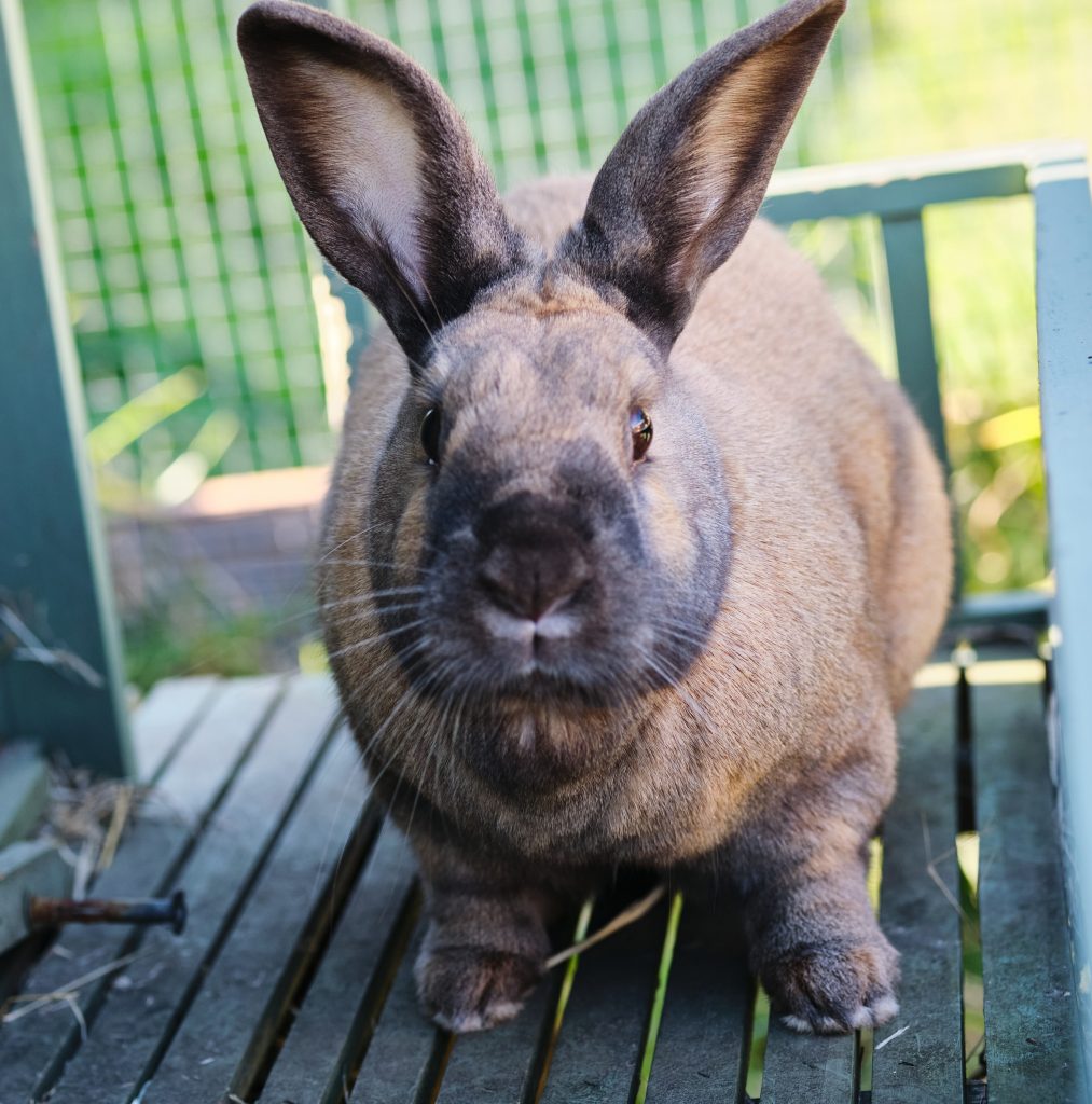 Photo of Harold the Rabbit