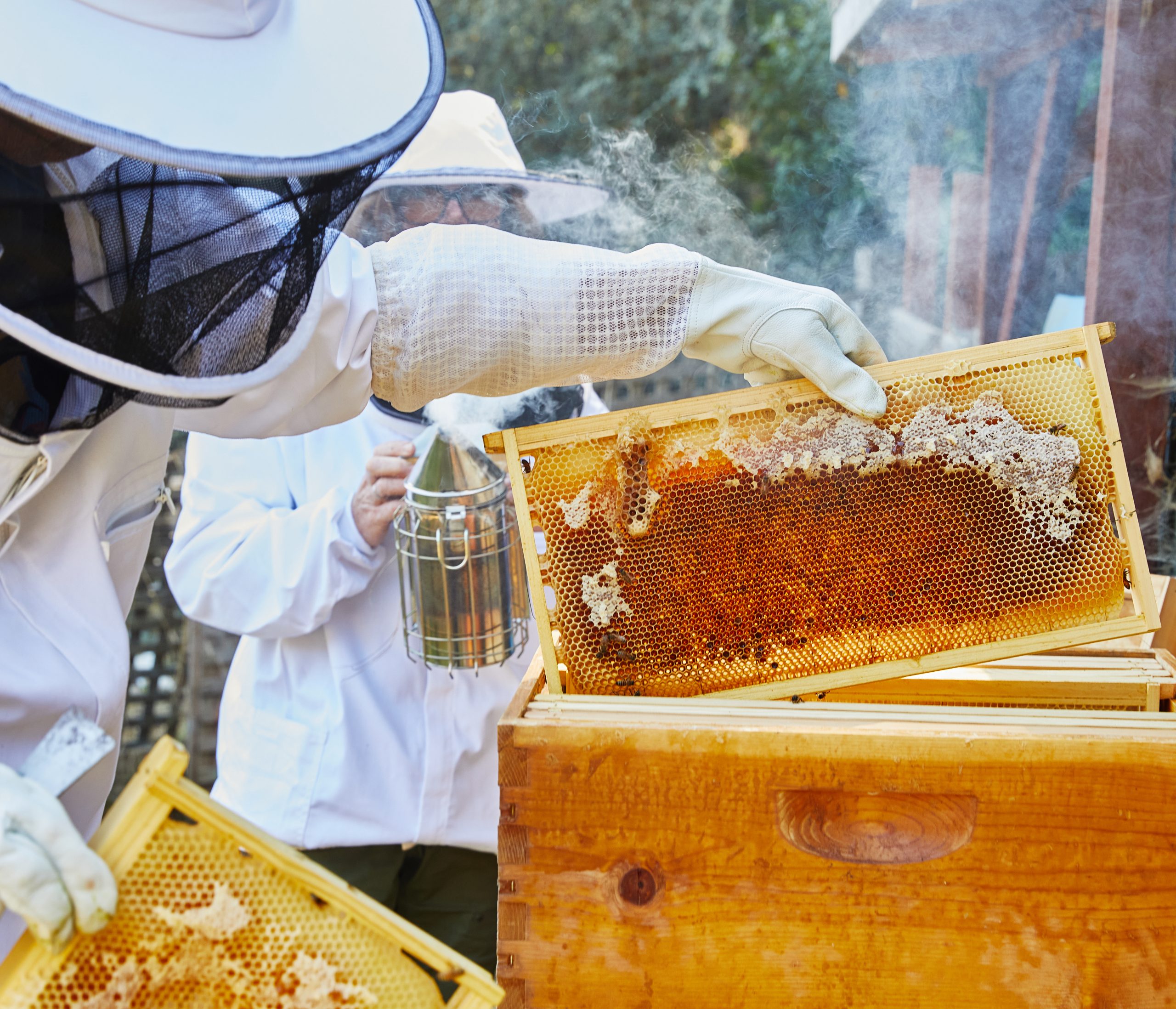 image of beehive with close up of honey on frames