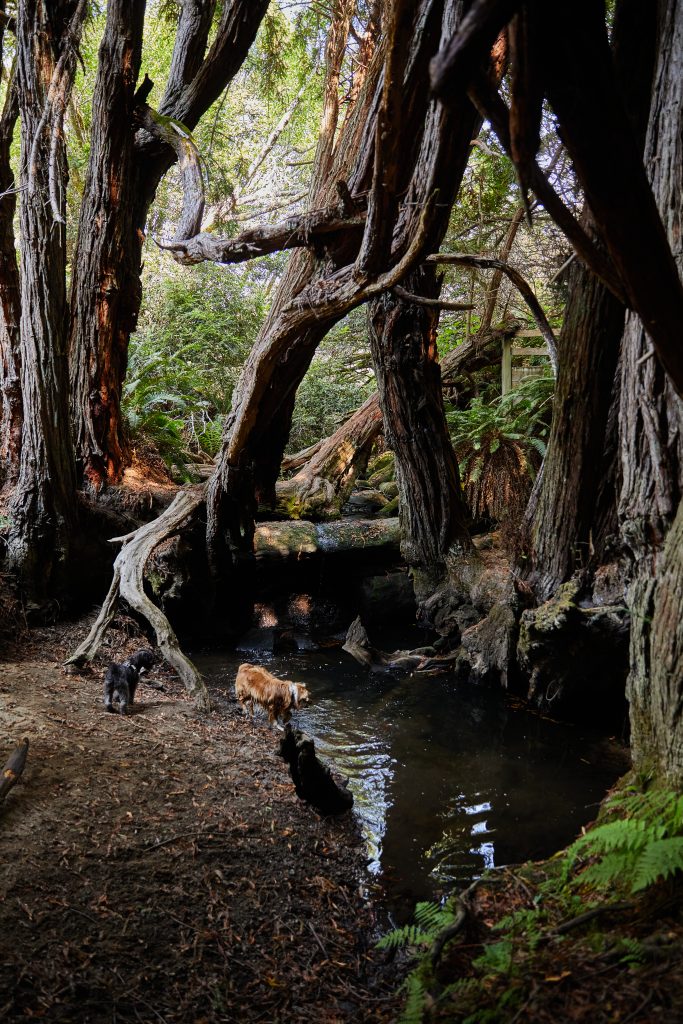 Dog playing in forested river