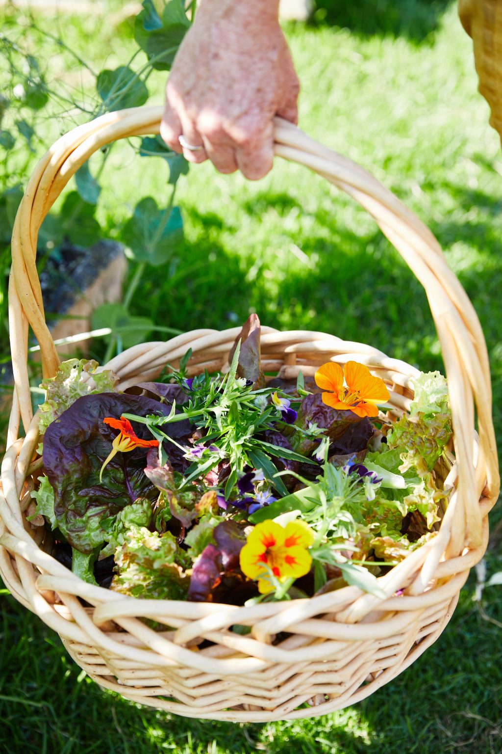 image of a hand holding a basket of garden greens