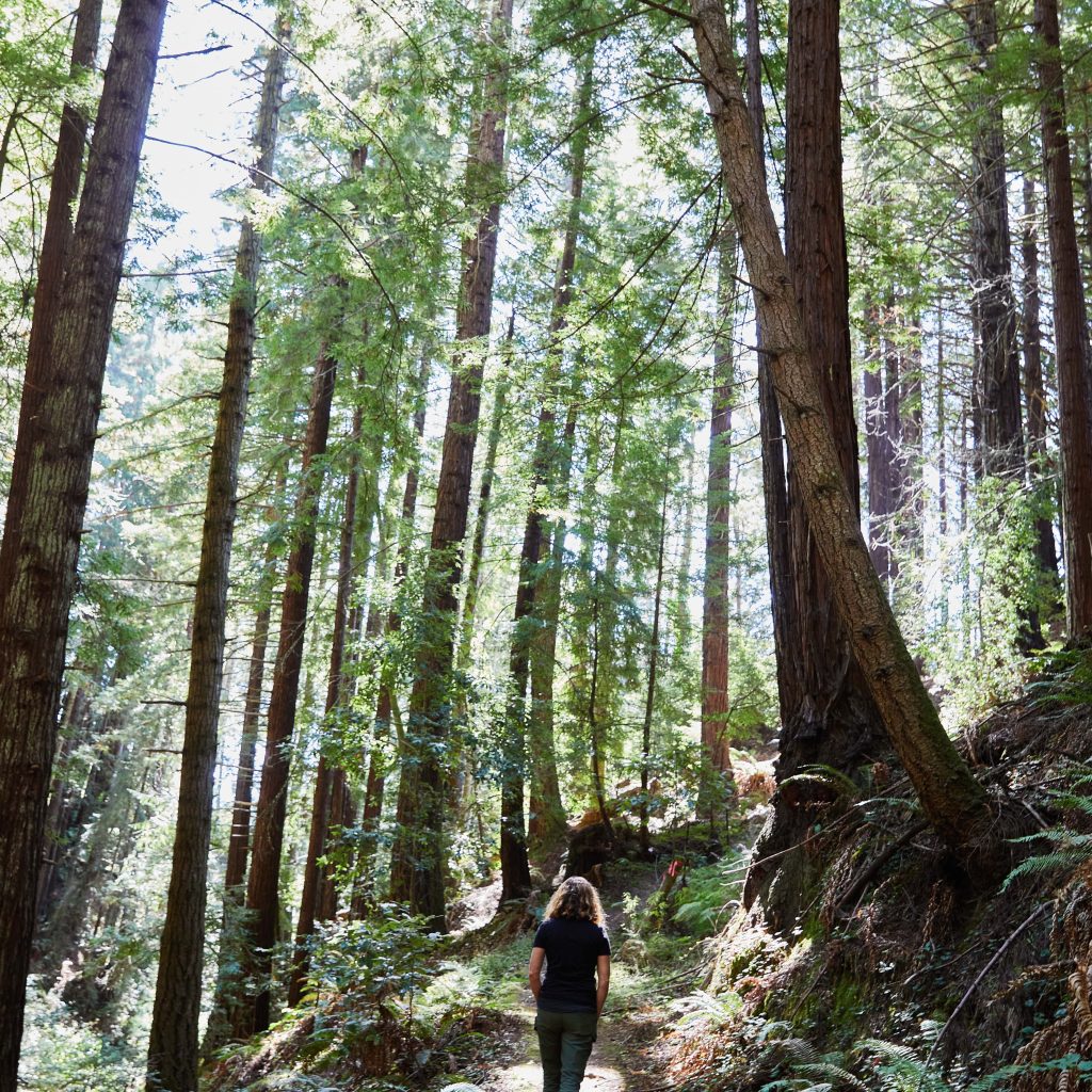 Forest bathing in the redwood forest