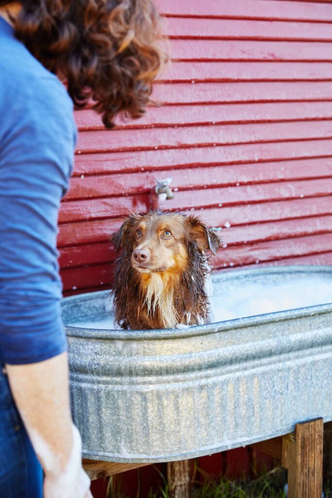 dog in bath