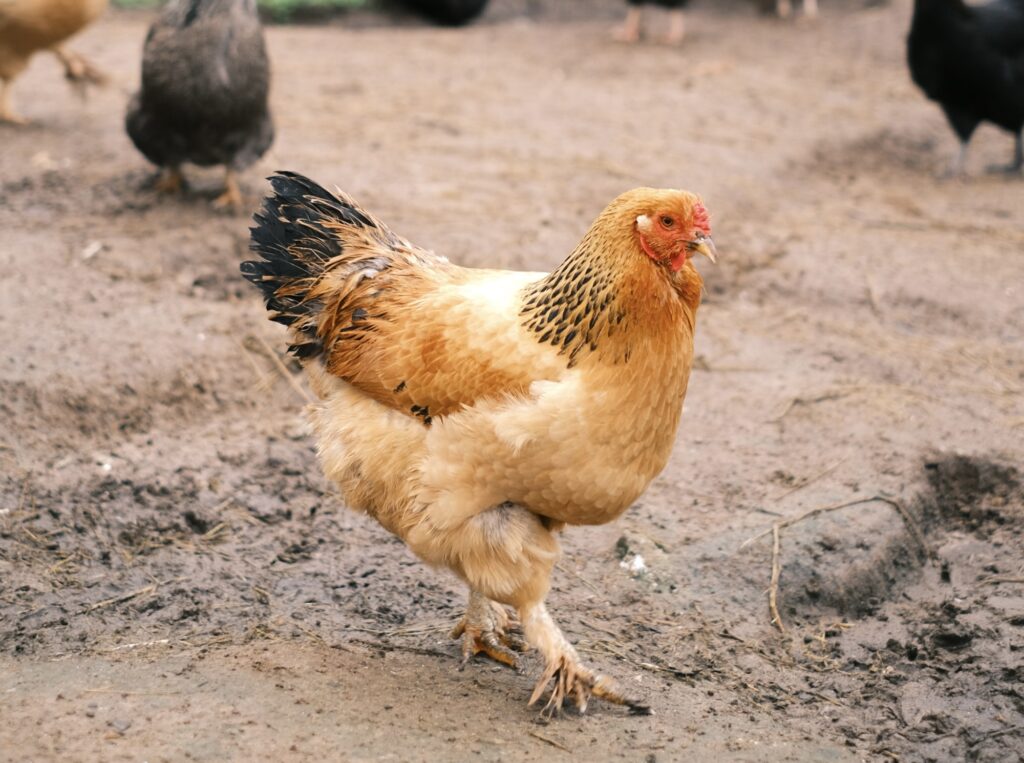 Mar Vista Chickens