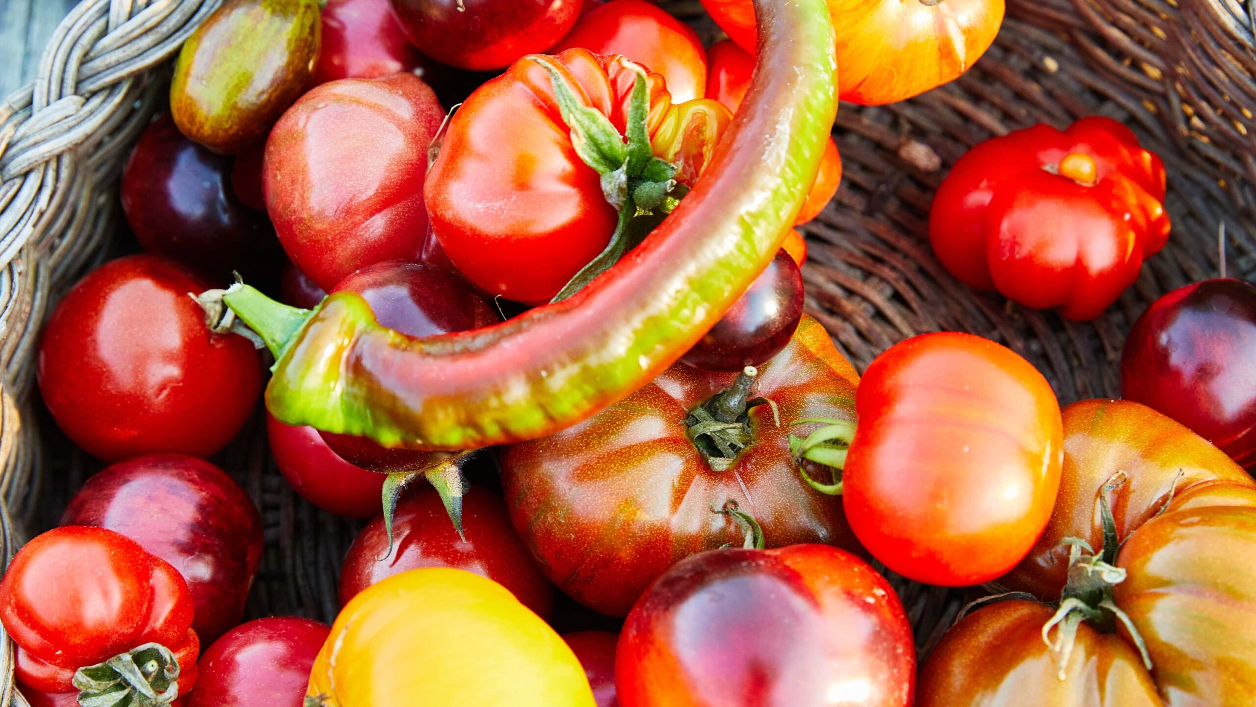 fresh tomato harvest basket