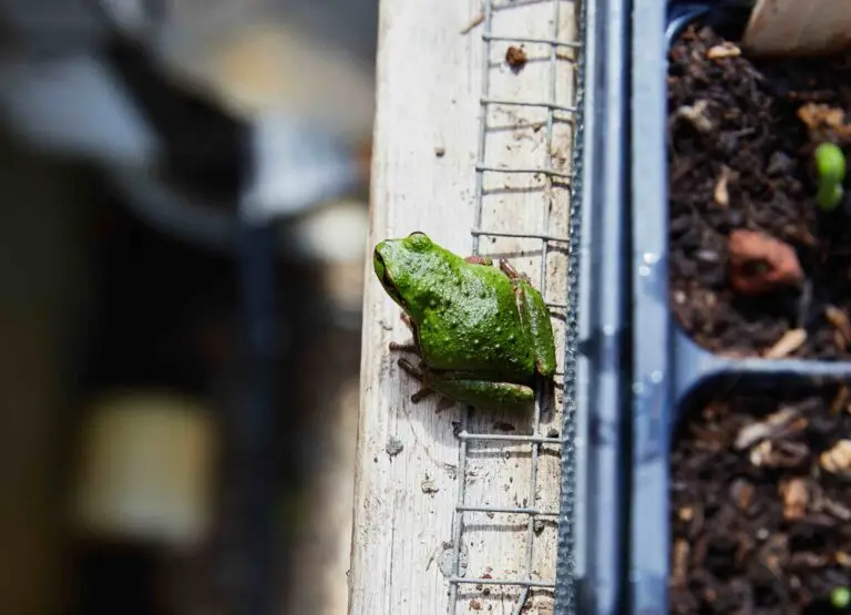 Frogs in the garden at mar Vista